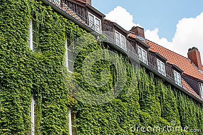 Closeup of vine overgrown historic woodframe buildings in downtown Hannover Stock Photo