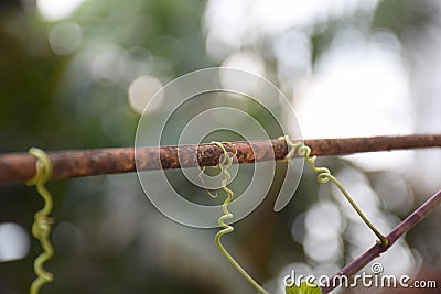 Closeup vine on steel. Nature and man made. Stock Photo