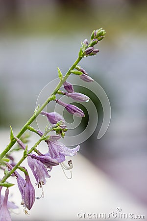 Closeup of Violet flowers of blooming hosta Hosta undulata Stock Photo
