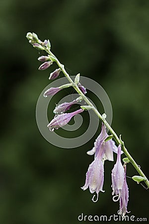 Closeup of Violet flowers of blooming hosta Hosta undulata Stock Photo