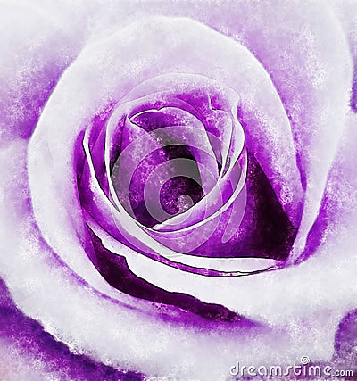 Closeup Violet Rose Fine Art Stock Photo