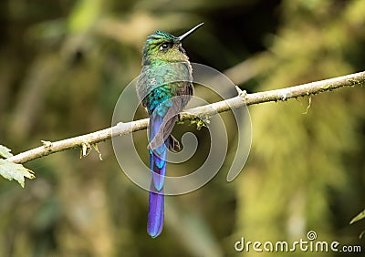 Closeup of Violet-tailed Sylph hummingbird,Ecuador Stock Photo