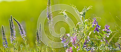 Closeup violet wild flowers in grass Stock Photo