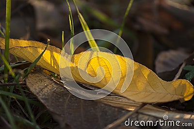 Autumn time closeup of walnut yellow leaf in sunlight on the ground Stock Photo