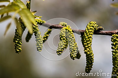 Closeup of walnut male flowers Stock Photo