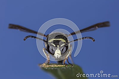 Closeup of a Wasp perched on a leaf Stock Photo