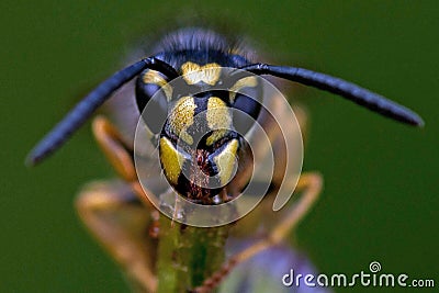 Closeup of wasp Vespula vulgaris Stock Photo
