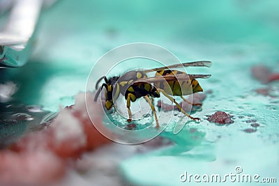 Yellow Jacket Drinks a Sugar Concoction Stock Photo