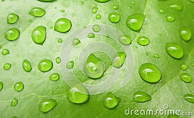 Closeup water drop on green leaf Stock Photo