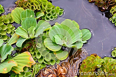 Closeup of water hyacinth flaoting on water Stock Photo