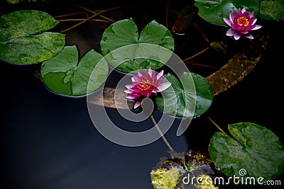 Closeup of water lily with green leaves Stock Photo