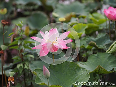 Water lily Plantae, Sacred Lotus, Bean of India, Nelumbo, NELUMBONACEAE name flower in pond Large flowers oval buds Pink tapered Stock Photo