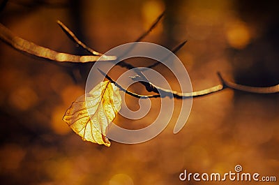 Closeup of a weathered golden leaf, autumn foliage hanging from a branch in a park Stock Photo