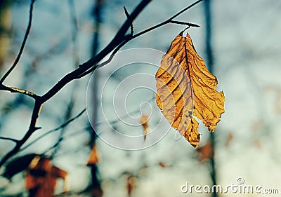 Closeup of a weathered golden leaf, autumn foliage hanging from a branch in a park Stock Photo