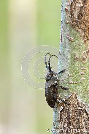 Weaver beetle, Lamia textor on salix wood Stock Photo