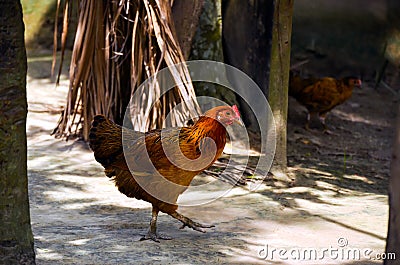 Closeup of welsummer chicken, a domestic chicken walking on the back yard. Rooster, ayam kampong hens Stock Photo