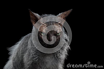 Closeup Werewolf Sphynx Cat Angry Looking in Camera Black Stock Photo