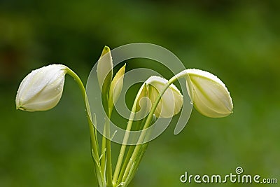 Closeup wet Amazon lily white flower bud growing in garden with Stock Photo