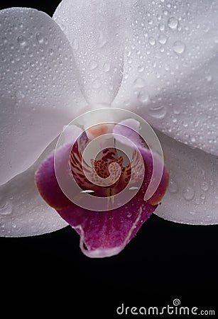 Closeup wet orchid on black background. Orchids blossom close up, Phalaenopsis. Stock Photo