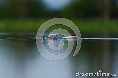 Closeup of a white beaver swimming in a tranquil lake Stock Photo