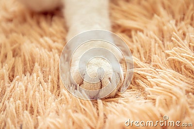 White cat paw in bed soft feeling holiday idea background Stock Photo