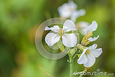 Closeup of a white charlock mustard flower Stock Photo