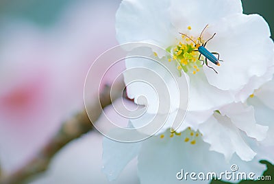 Closeup white cherry blossoms, sakura, flower, nature Stock Photo