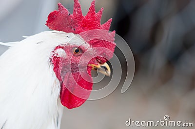 Closeup of white chicken rooster looking to the camera Stock Photo