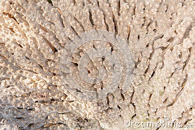 Closeup of white corals, Coral texture Stock Photo