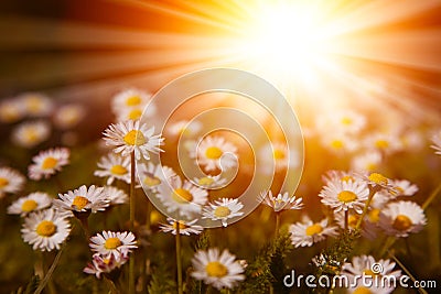 Closeup of white daisies with warm sunrays Stock Photo