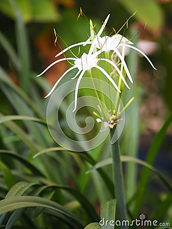 White Dazzle pure flower Hippeastrum Amaryllis Christmas Gift Stock Photo