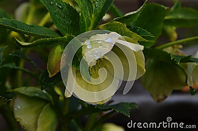 Closeup of white, edged with purple, Lenten Rose, Helleborus flowers. Green leaves, outside Stock Photo