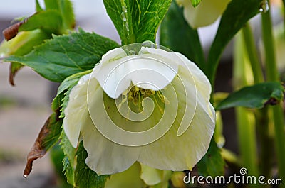 Closeup of white, edged with purple, Lenten Rose, Helleborus flowers. Green leaves, outside Stock Photo