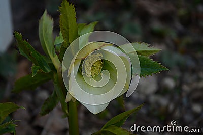 Closeup of white, edged with purple, Lenten Rose, helleborus hybridus flowers Stock Photo