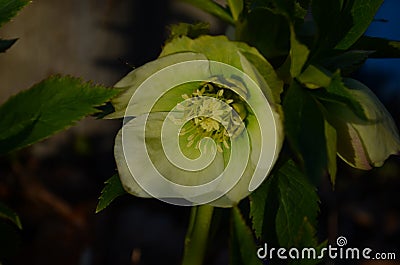 Closeup of white, edged with purple, Lenten Rose, helleborus hybridus flowers Stock Photo