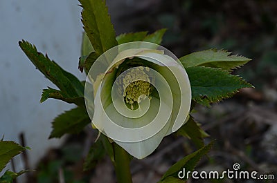 Closeup of white, edged with purple, Lenten Rose, helleborus hybridus flowers Stock Photo