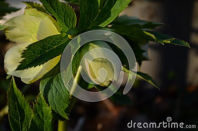 Closeup of white, edged with purple, Lenten Rose, helleborus hybridus flowers Stock Photo