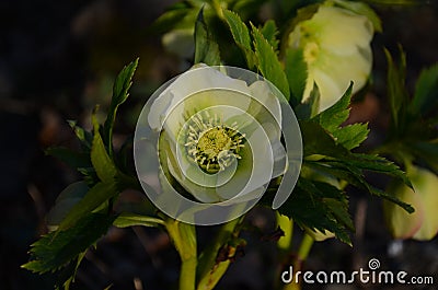 Closeup of white, edged with purple, Lenten Rose, helleborus hybridus flowers Stock Photo