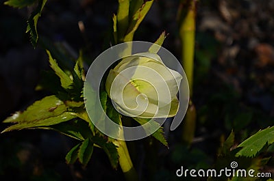 Closeup of white, edged with purple, Lenten Rose, helleborus hybridus flowers Stock Photo