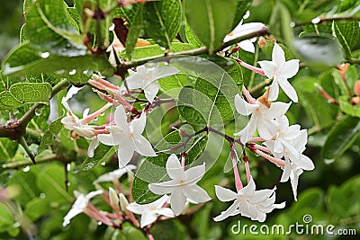 Closeup white flower of Carunda or Karonda fruit, science call Carissa carandas L. . Stock Photo