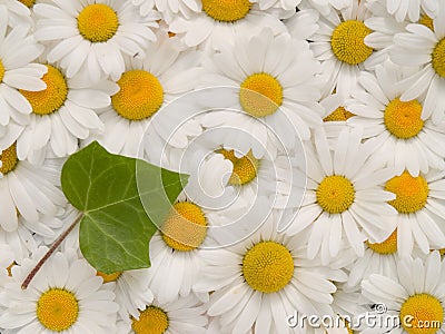 Closeup of white flowers (leucanthemum vulgare) with ivy leaf (hedera helix) Stock Photo
