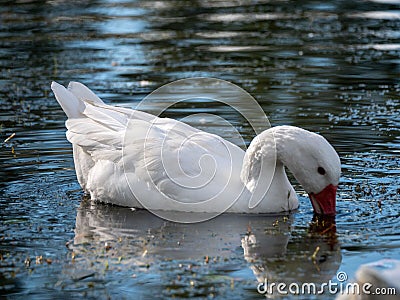 Closeup of a white geese swimming in the reflective water and drinking Stock Photo