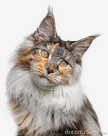 Closeup white with ginger Maine Coon cat Stock Photo