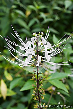 Closeup white Orthosiphon aristatus flower plants ,Kumis Kucing ,Java tea ,Kidney tea plant ,Cat`s whiskers flowers ,Misai Kucing Stock Photo