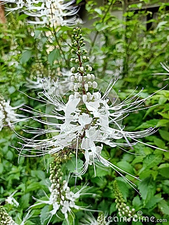 The closeup of white Orthosiphon Aristatus flowers Stock Photo