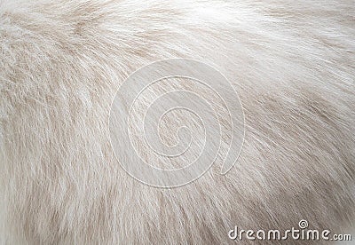 Closeup white persian cat fur texture background Stock Photo