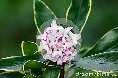 Closeup of a white and pink blooming flower of Winter Daphne in a spring garden Stock Photo