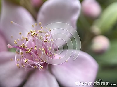 Rhodomyrtus Sericea Flower Stock Photo