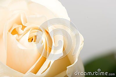 Closeup white rose Stock Photo