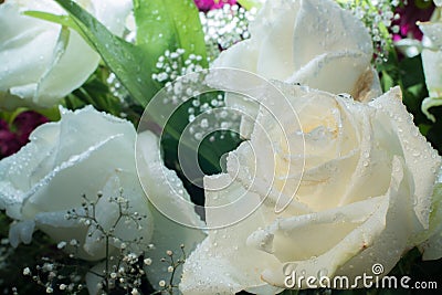 Closeup white rose color Stock Photo